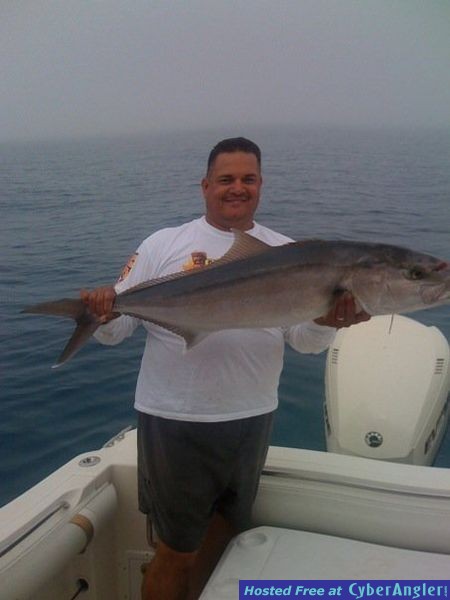 Tortugas Amberjack