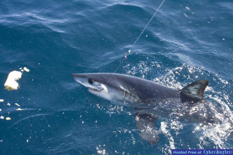 Click to Enlarge Photo