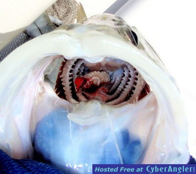 Click to Enlarge Photo