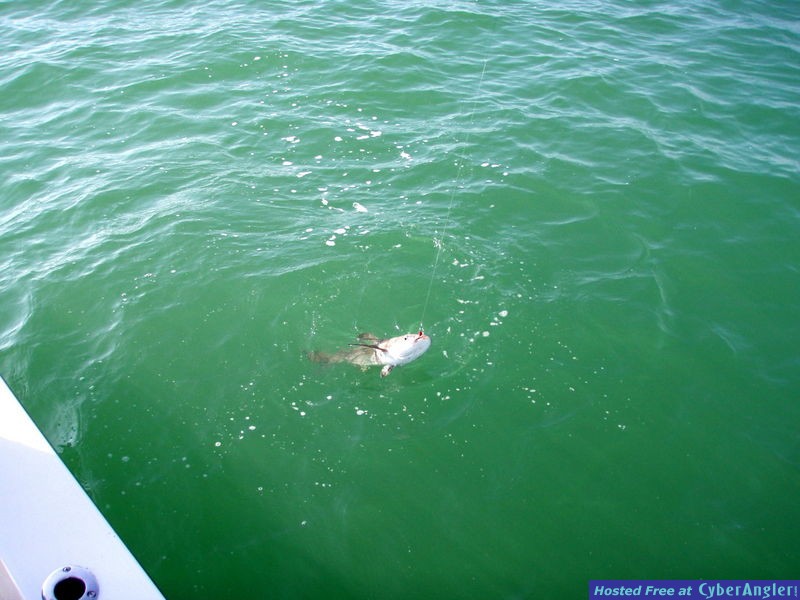 Cobia_and_Hook_Up_Lure