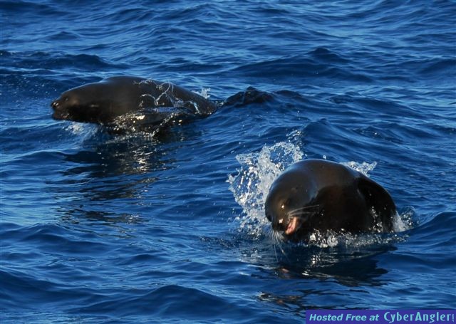 Click to Enlarge Photo