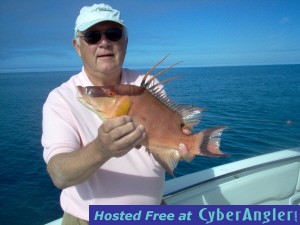 15 inch hogfish