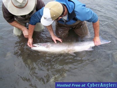 fly fishing steelhead