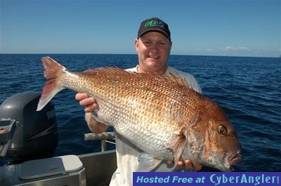 New Zealand snapper