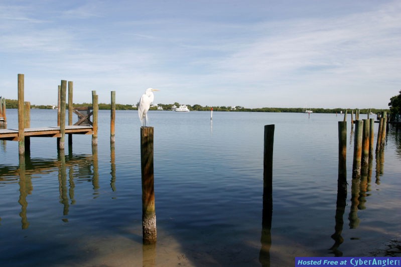 Dock and Seawall Tactics for Florida Snook