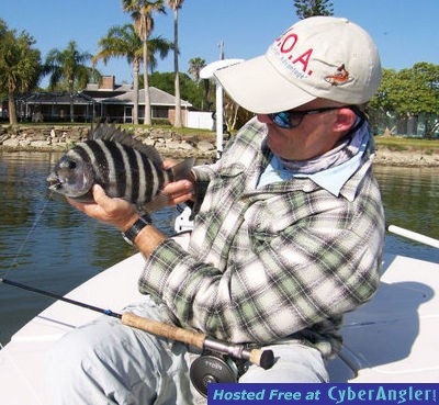 Sheepshead are a tough target on fly.