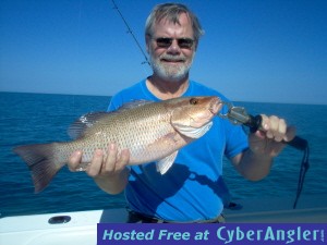 20 inch mangrove snapper