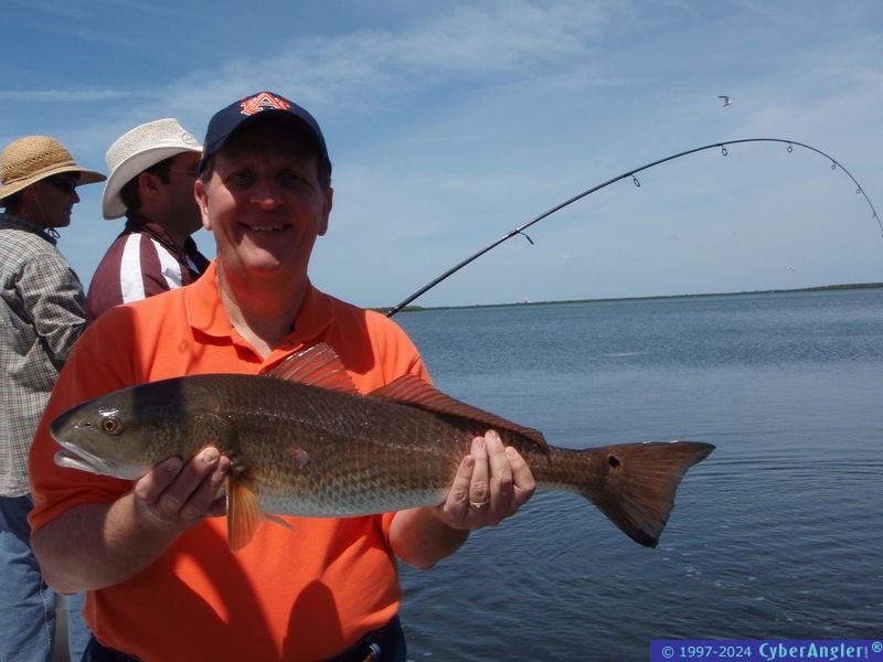 Just Another Redfish Out Of Tampa Bay!