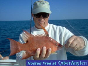 14 inch hogfish