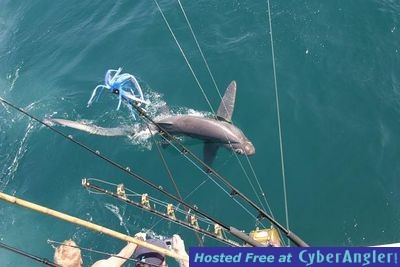 Click to Enlarge Photo