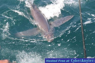 Click to Enlarge Photo