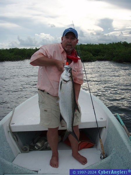 tarpon