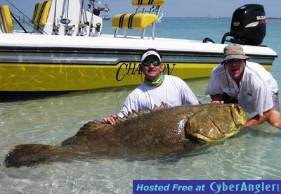 Monster Goliath Grouper