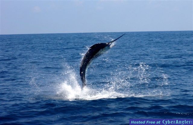 Don_s_Marlin_Ron_Simmons_Group