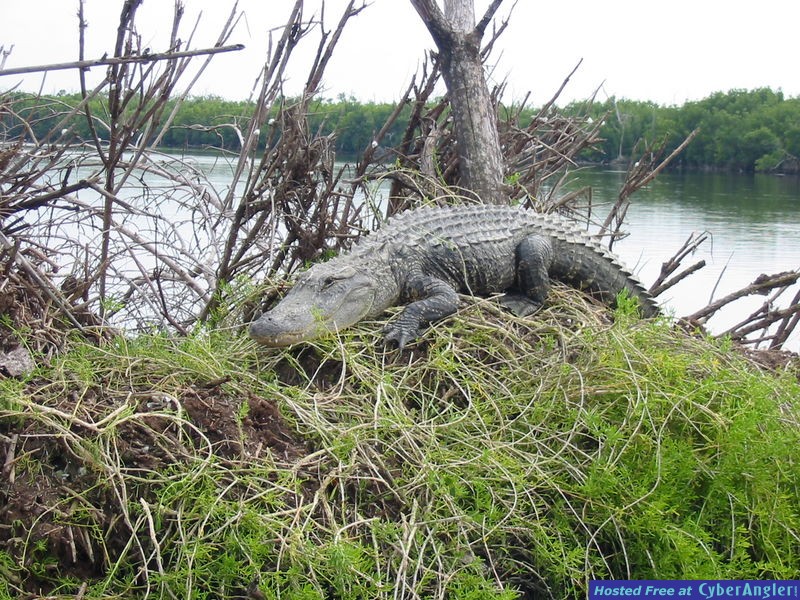 Gator on her nest