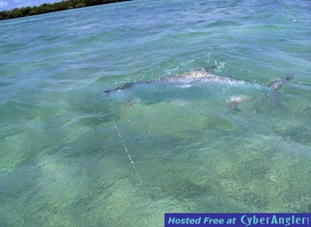 Tarpon to boat