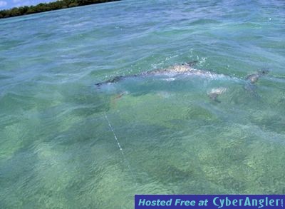 Tarpon to boat