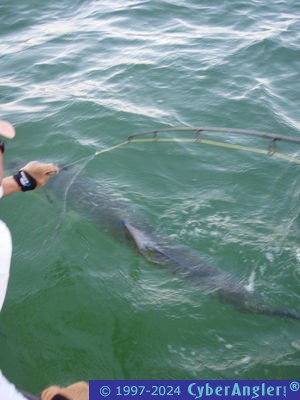 Click to Enlarge Photo