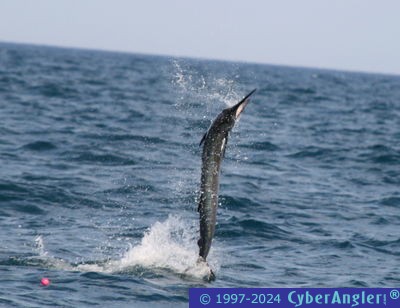 Jumping Sailfish