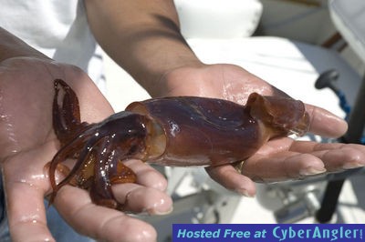 Click to Enlarge Photo