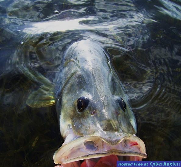 Click to Enlarge Photo