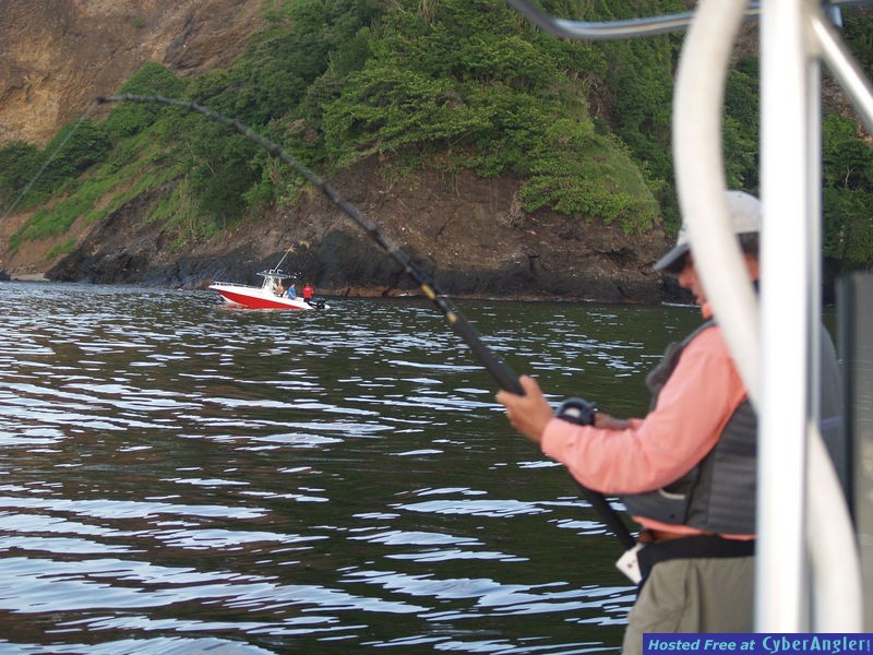 Trinidad Tarpon