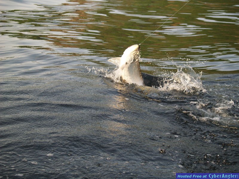 Trinidad Tarpon