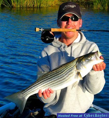 Striped Bass at the California Delta