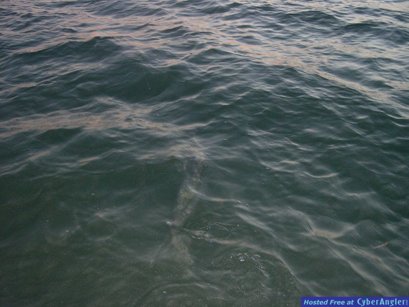 MayTarpon_005