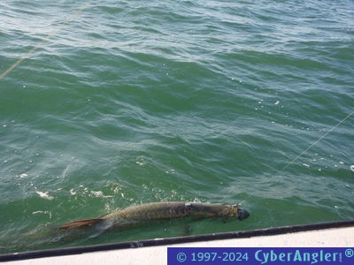 Click to Enlarge Photo