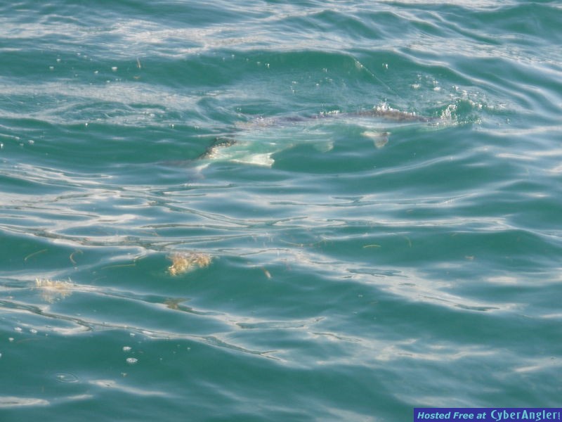 Ulgas_tarpon_just_before_being_leadered