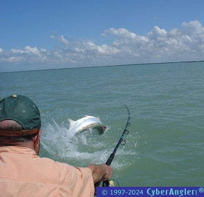 Tarpon