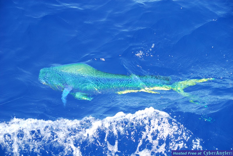 Chub Cay - May 2009