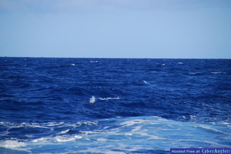 Chub Cay - May 2009