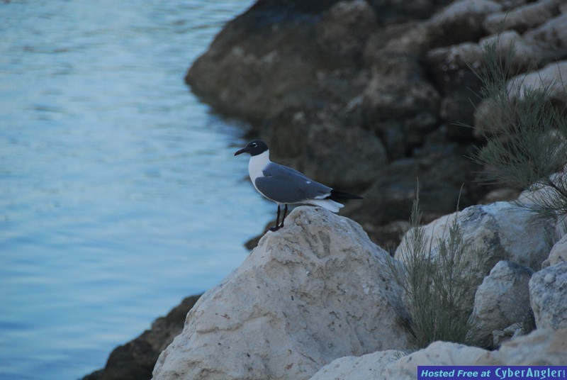 Chub Cay - May 2009