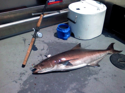 Click to Enlarge Photo