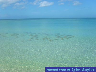 Stingrays concealing a school of Jacks underneath