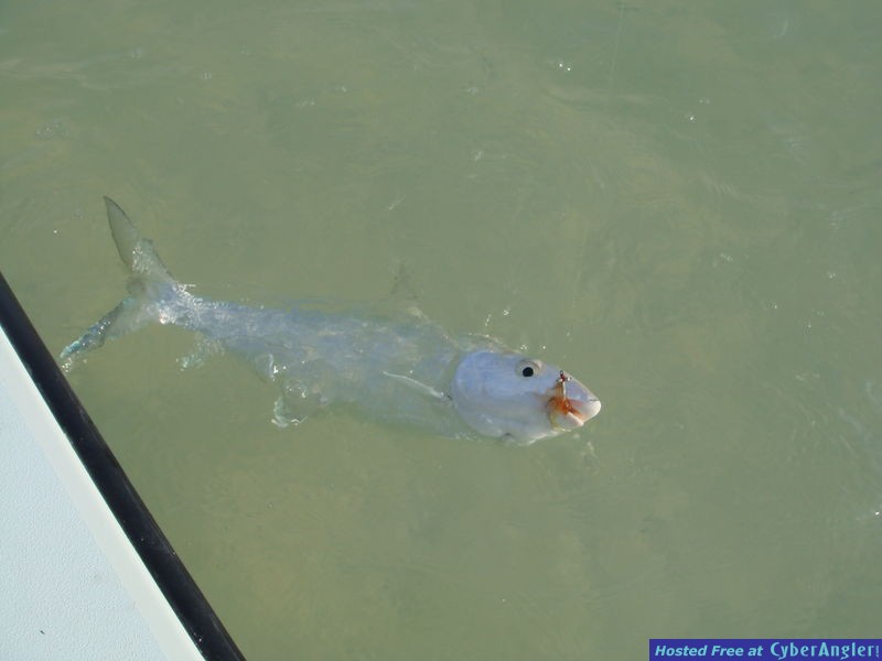 1st bonefish on a fly rod.