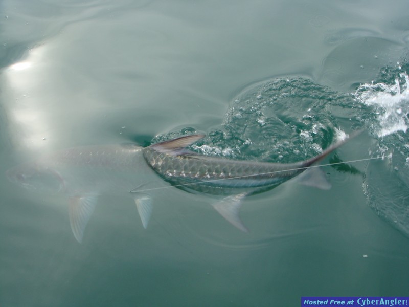130lb tarpon Stuart FL.