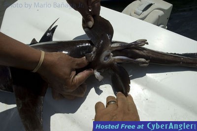 Click to Enlarge Photo