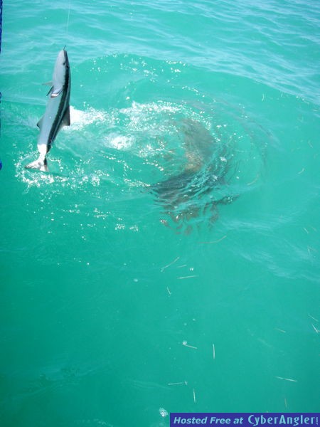 Zack_n_cobia_2