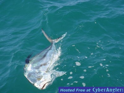 Great shot in the water of roosterfish coming to boat!!