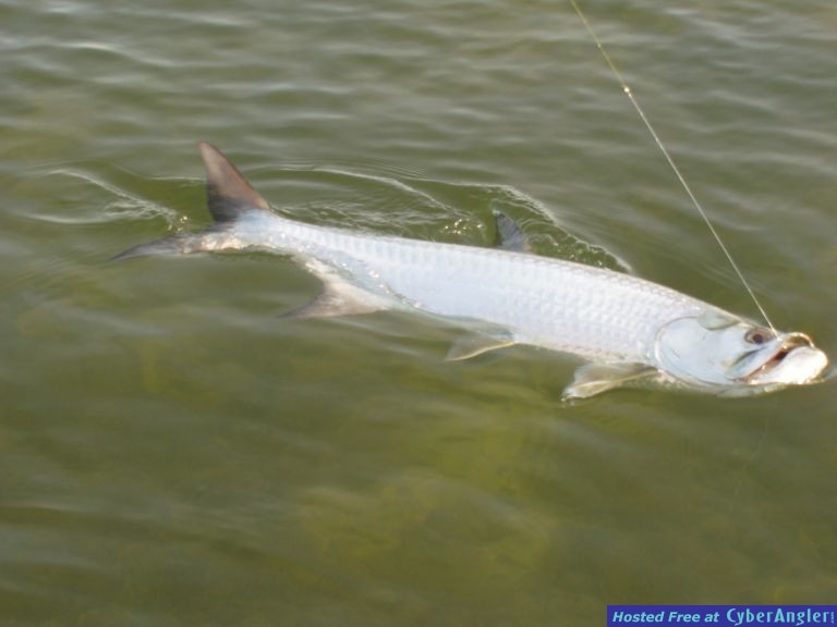 Nice tarpon coming to boat Islamorada FL.